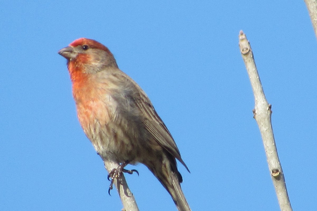 House Finch - anne mayville