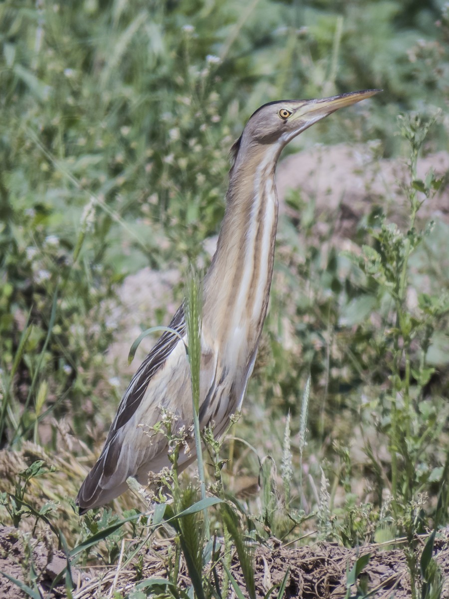 dvergrørdrum - ML422608891