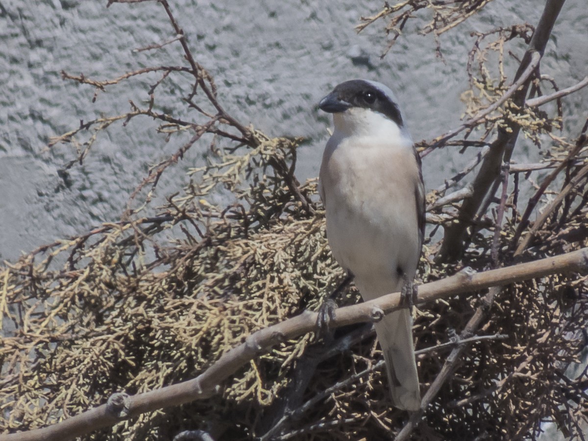 rosenvarsler - ML422609091