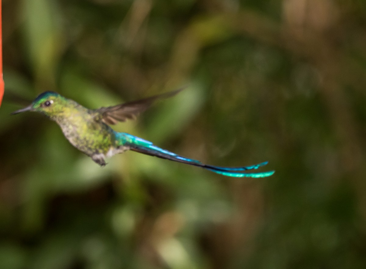 Long-tailed Sylph - Jesse Huth