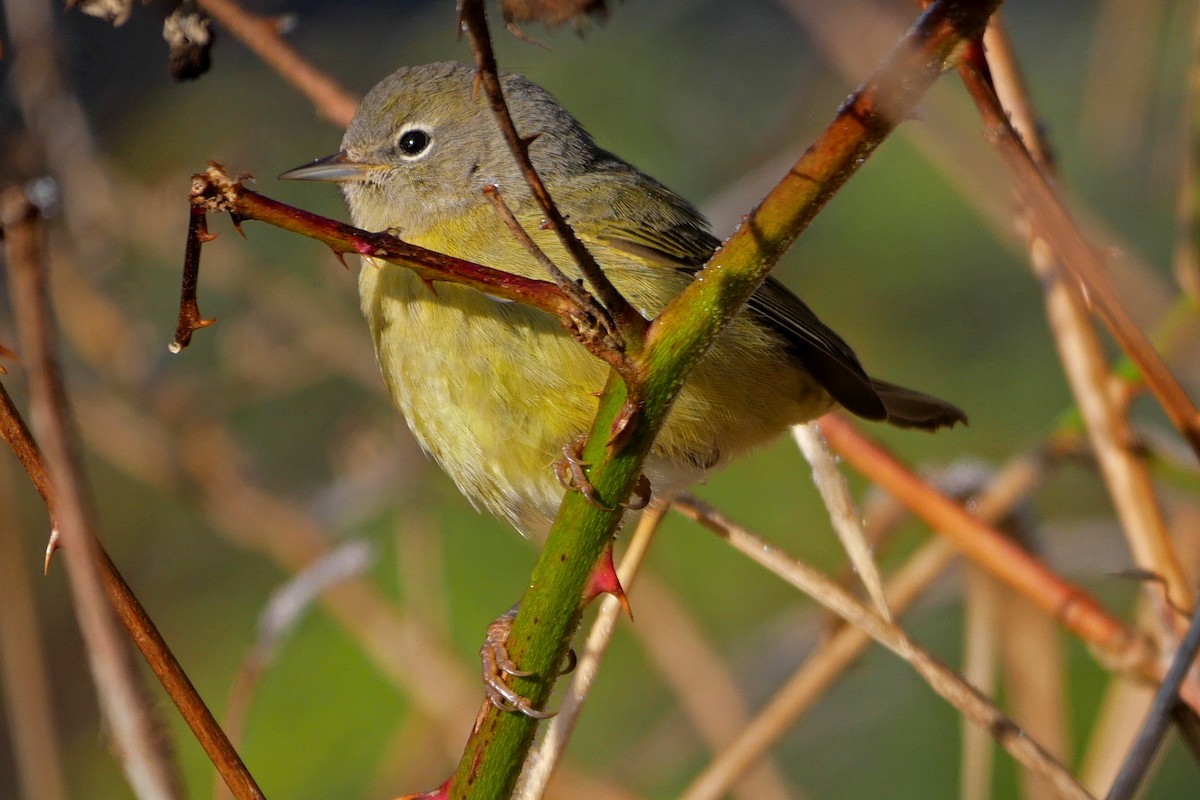 Orange-crowned Warbler - ML42261041