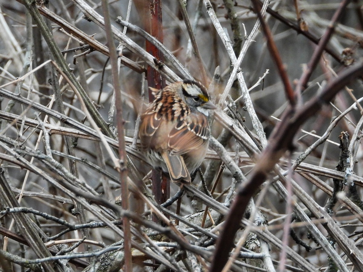 White-throated Sparrow - ML422610461