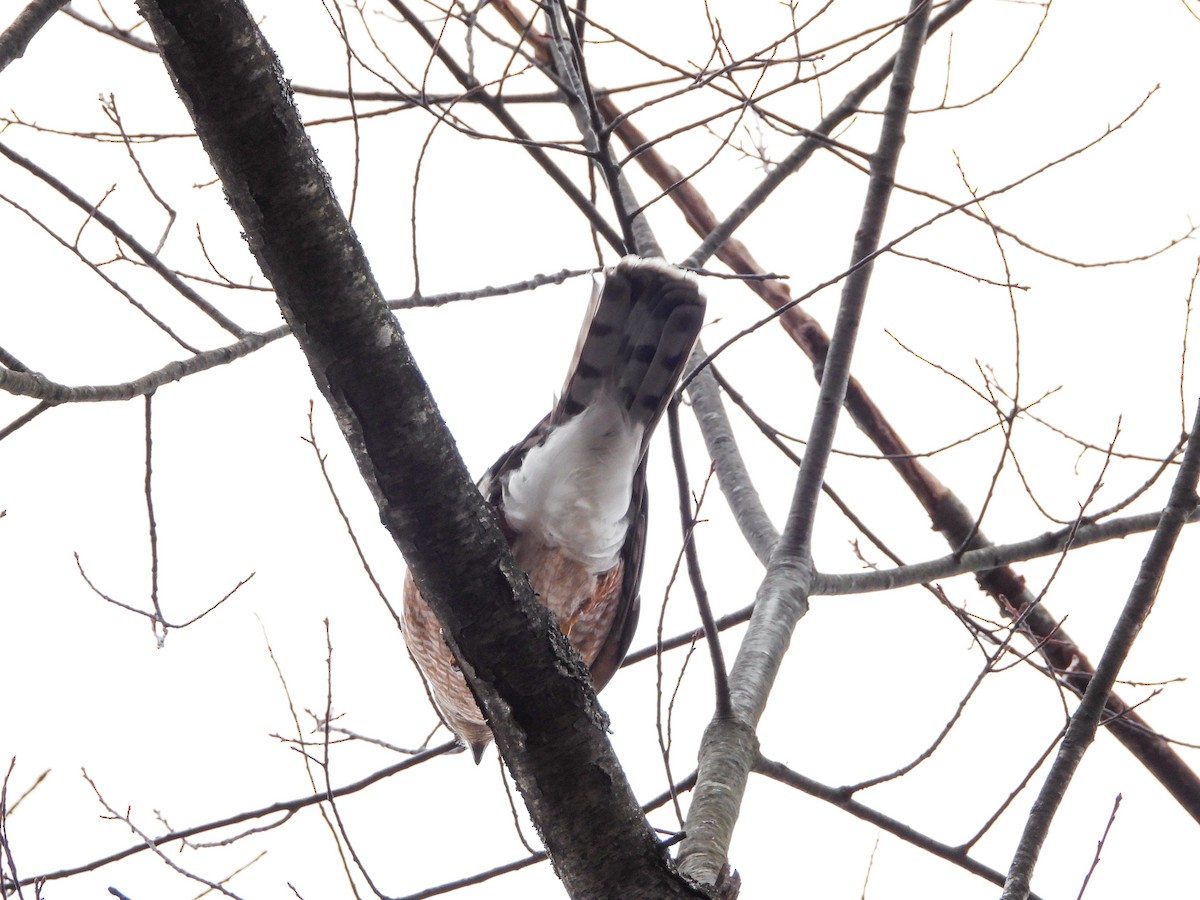 Cooper's Hawk - ML422610731