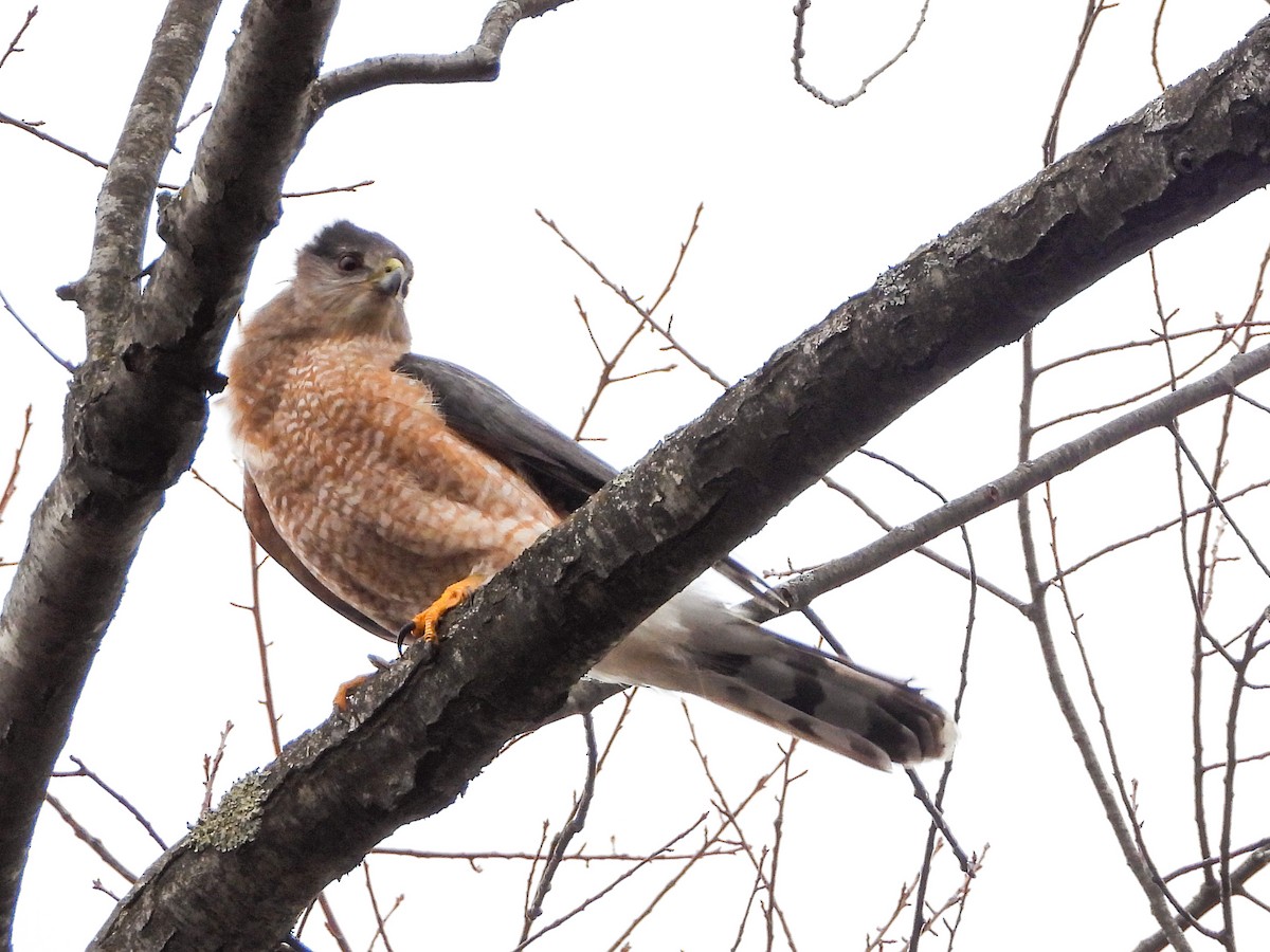 Cooper's Hawk - ML422610741