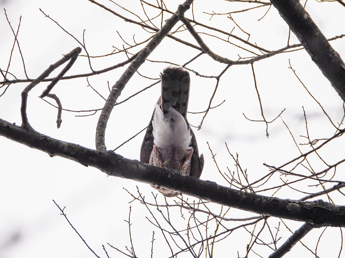 Cooper's Hawk - Haley Gottardo