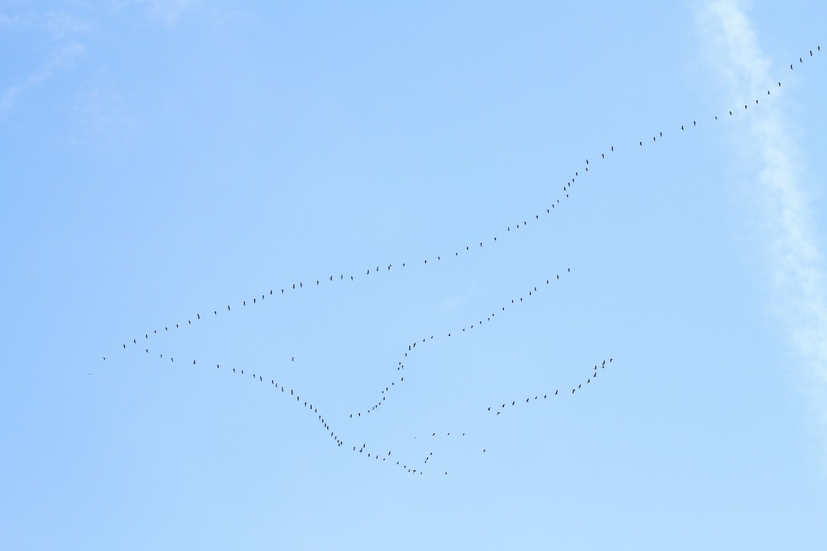 Greater White-fronted Goose - ML422610851