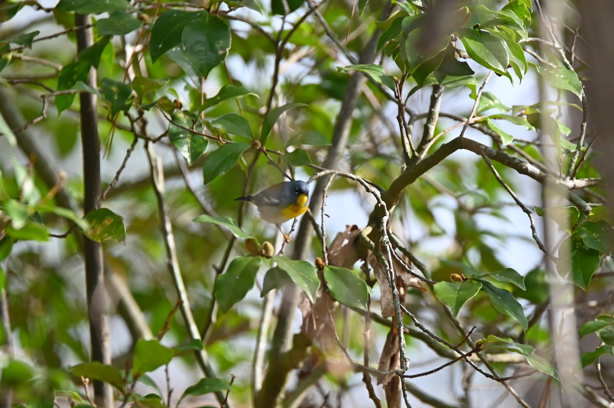 Northern Parula - ML422611041