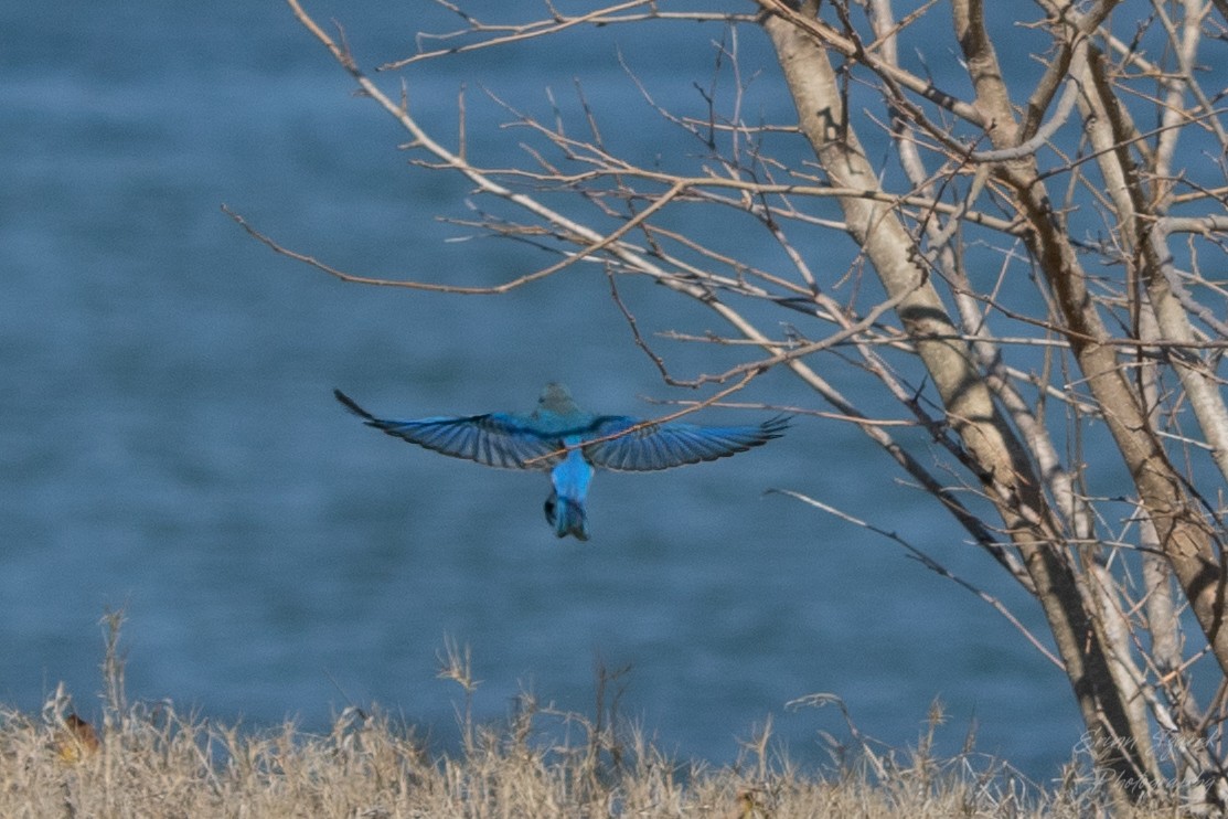 Mountain Bluebird - ML422612771