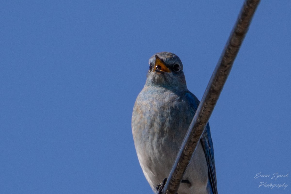 Mountain Bluebird - ML422612781