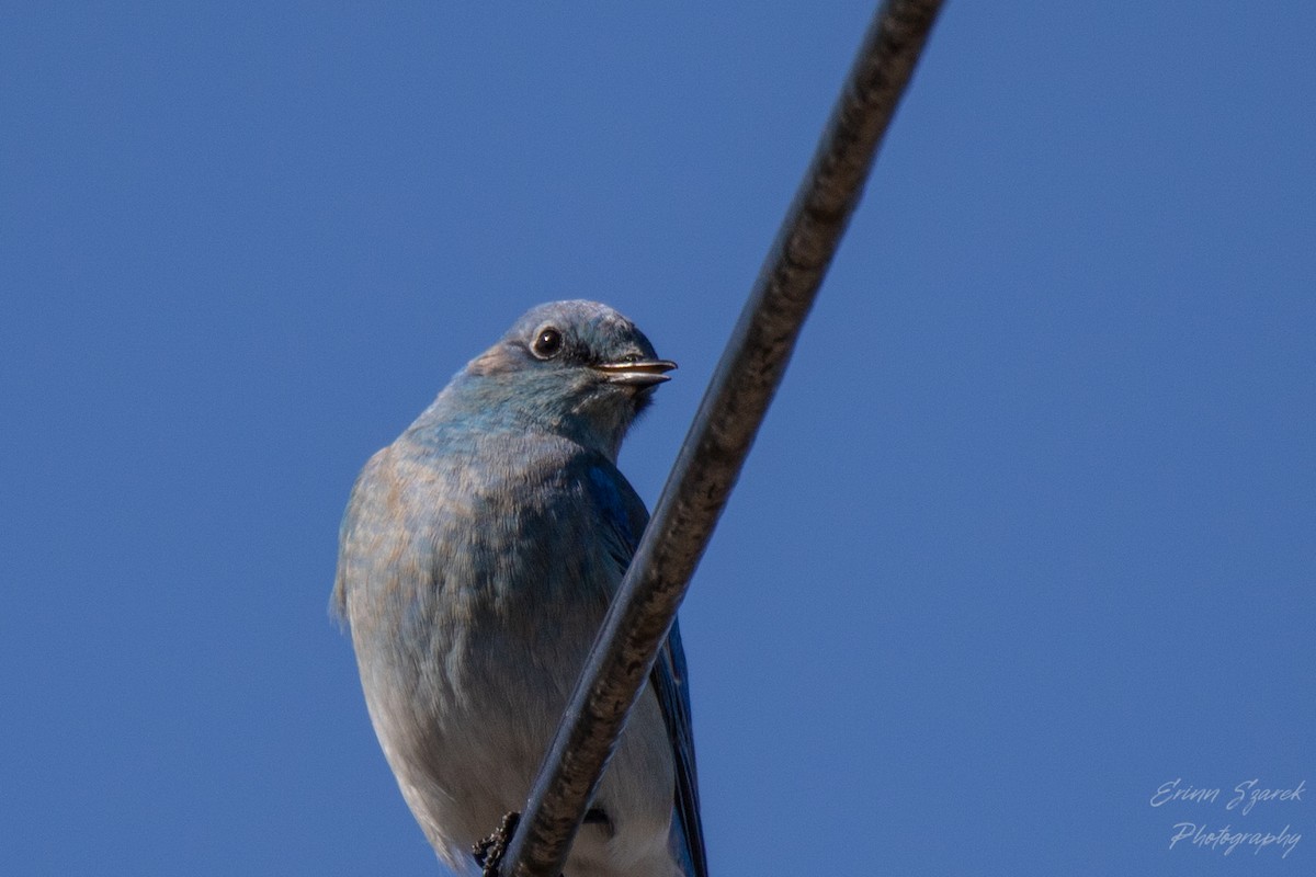 Mountain Bluebird - ML422612811