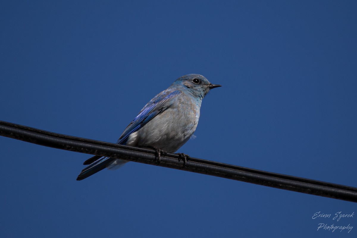 Mountain Bluebird - ML422612841