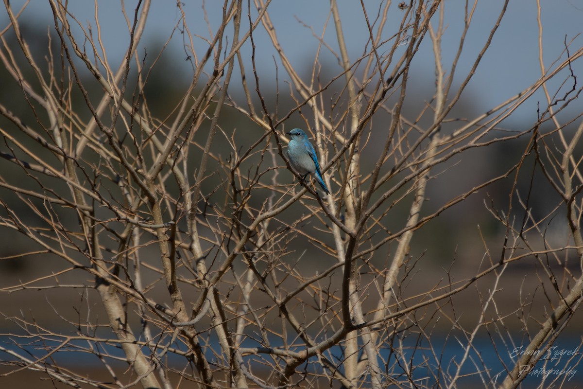 Mountain Bluebird - ML422612851