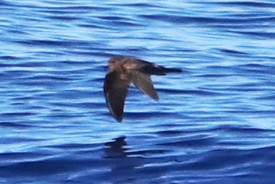 Townsend's Storm-Petrel - ML422613361