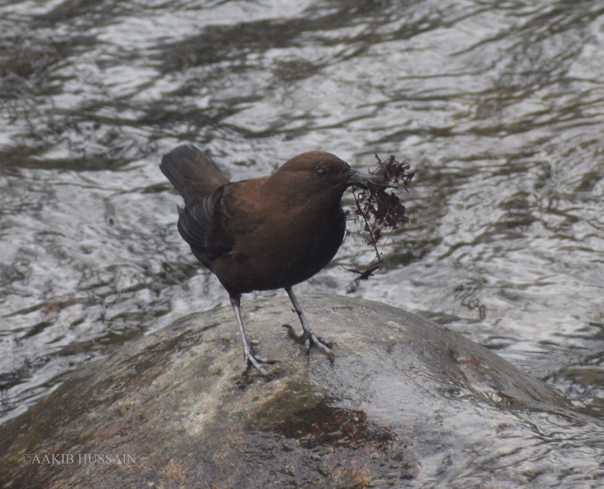 Brown Dipper - ML422618131