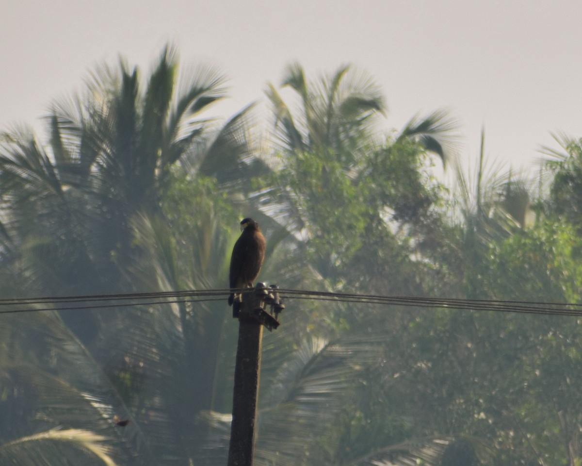 Crested Serpent-Eagle - ML422619091