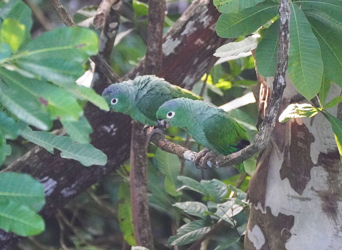 Mealy Amazon (Southern) - Javier Train