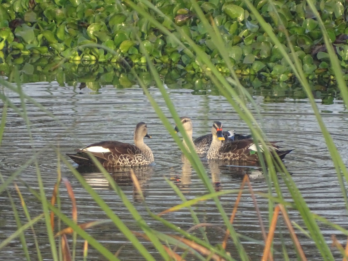 Indian Spot-billed Duck - ML422619501