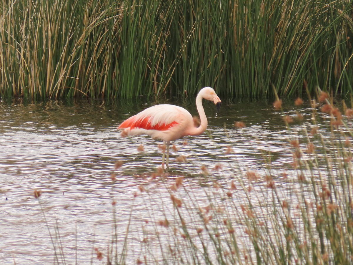 Chilean Flamingo - Pierre Pitte