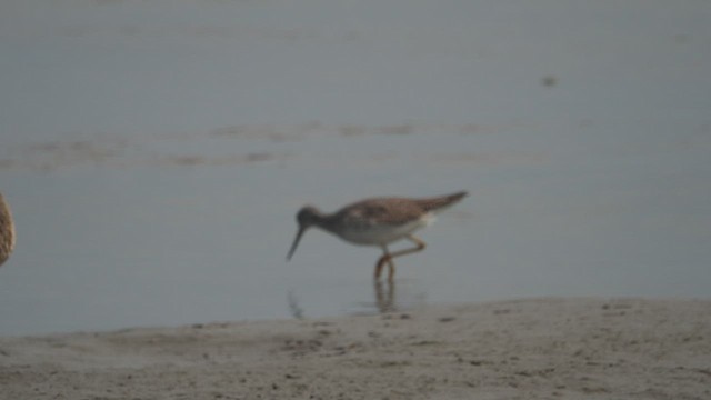 Greater Yellowlegs - ML422620651