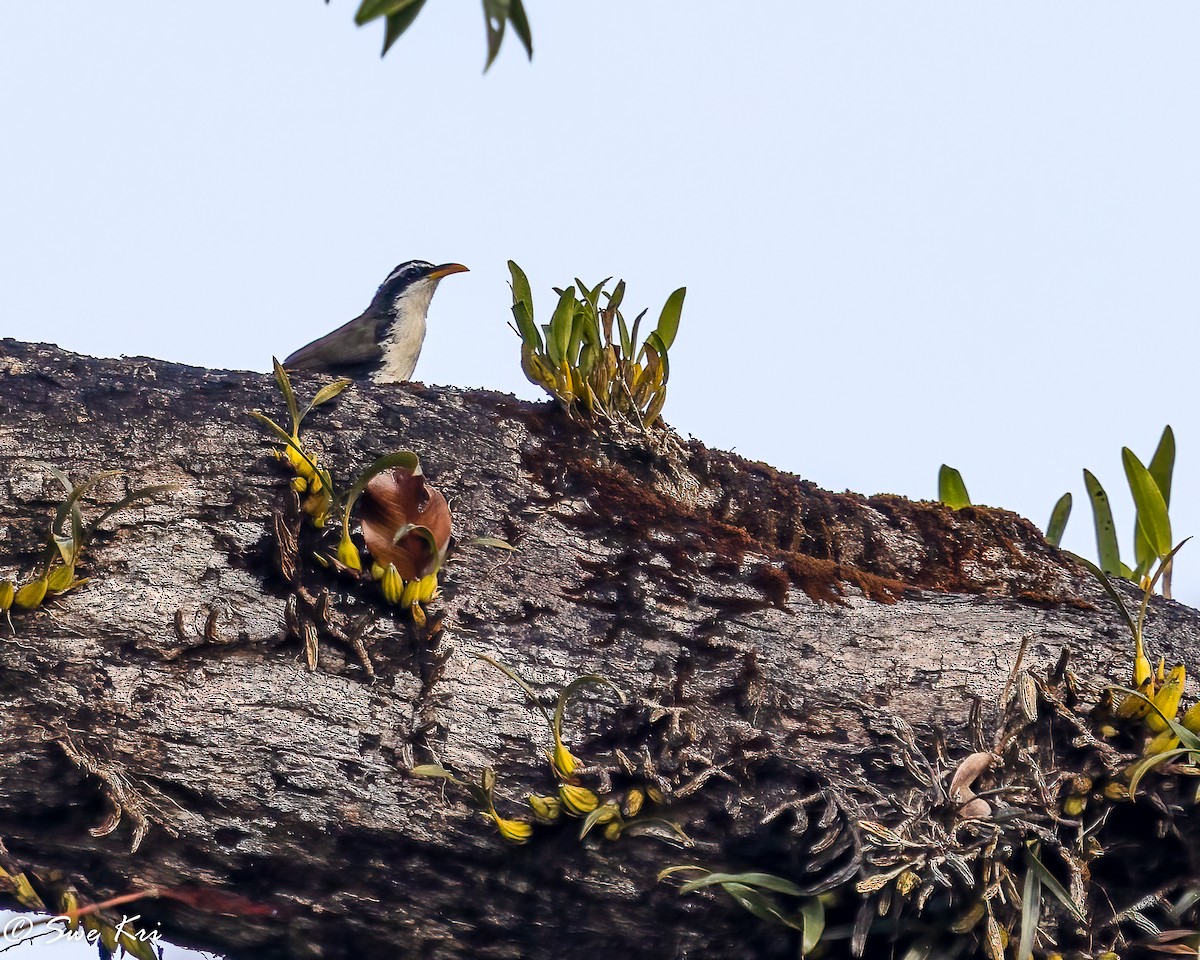 Indian Scimitar-Babbler - ML422621701