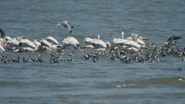 American Avocet - ML422621721