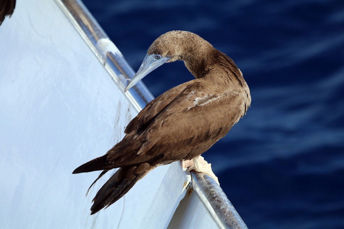 Brown Booby - ML422621801