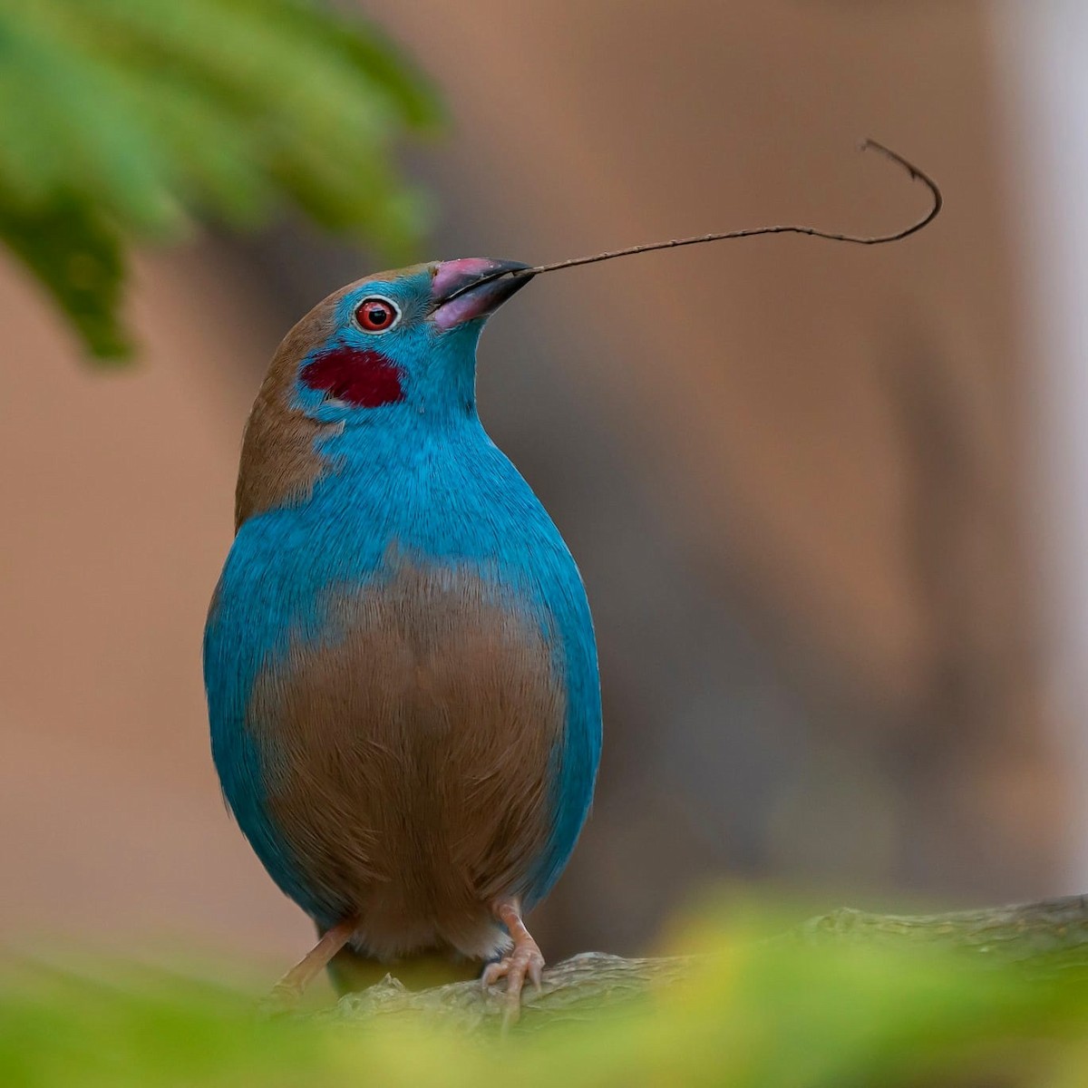 Red-cheeked Cordonbleu - Aitor gil guruceaga