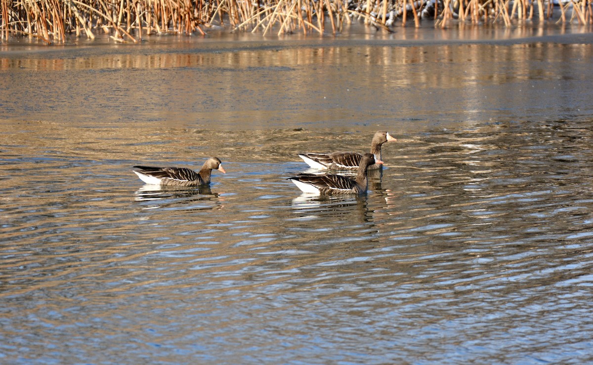 Greater White-fronted Goose - ML422622481