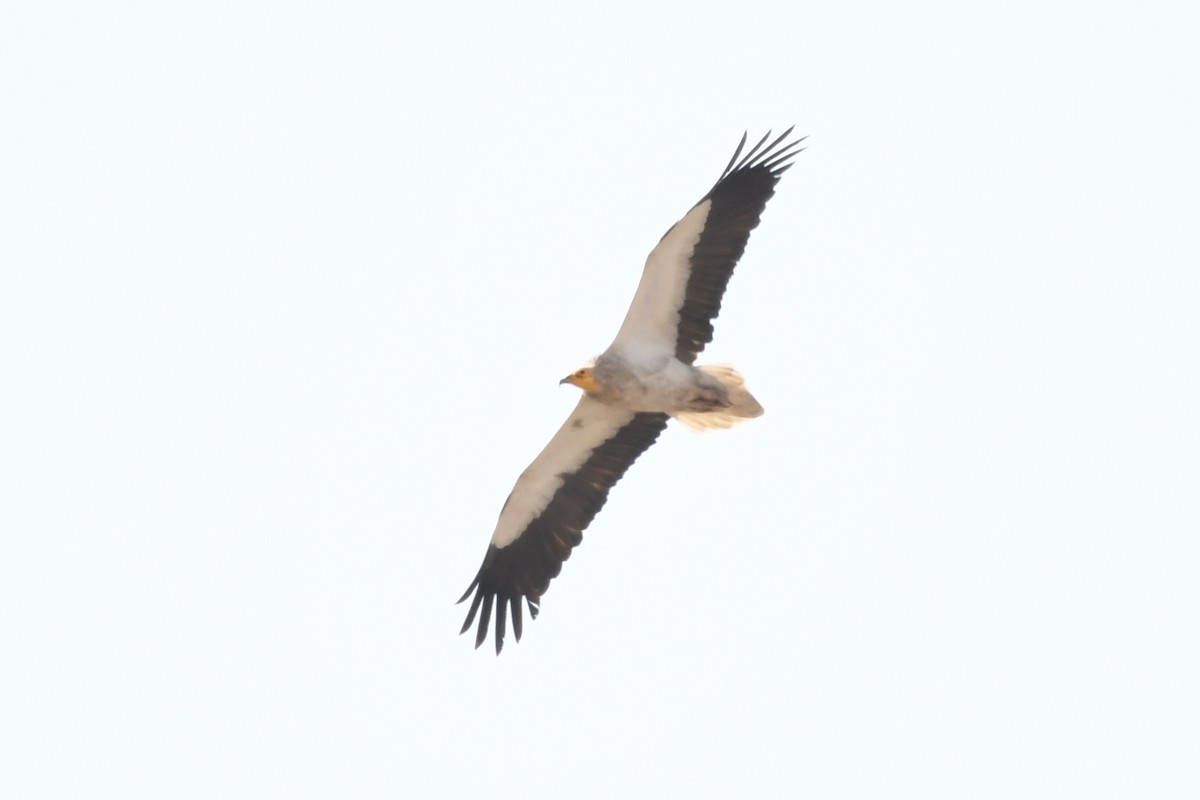 Egyptian Vulture - ML422623011