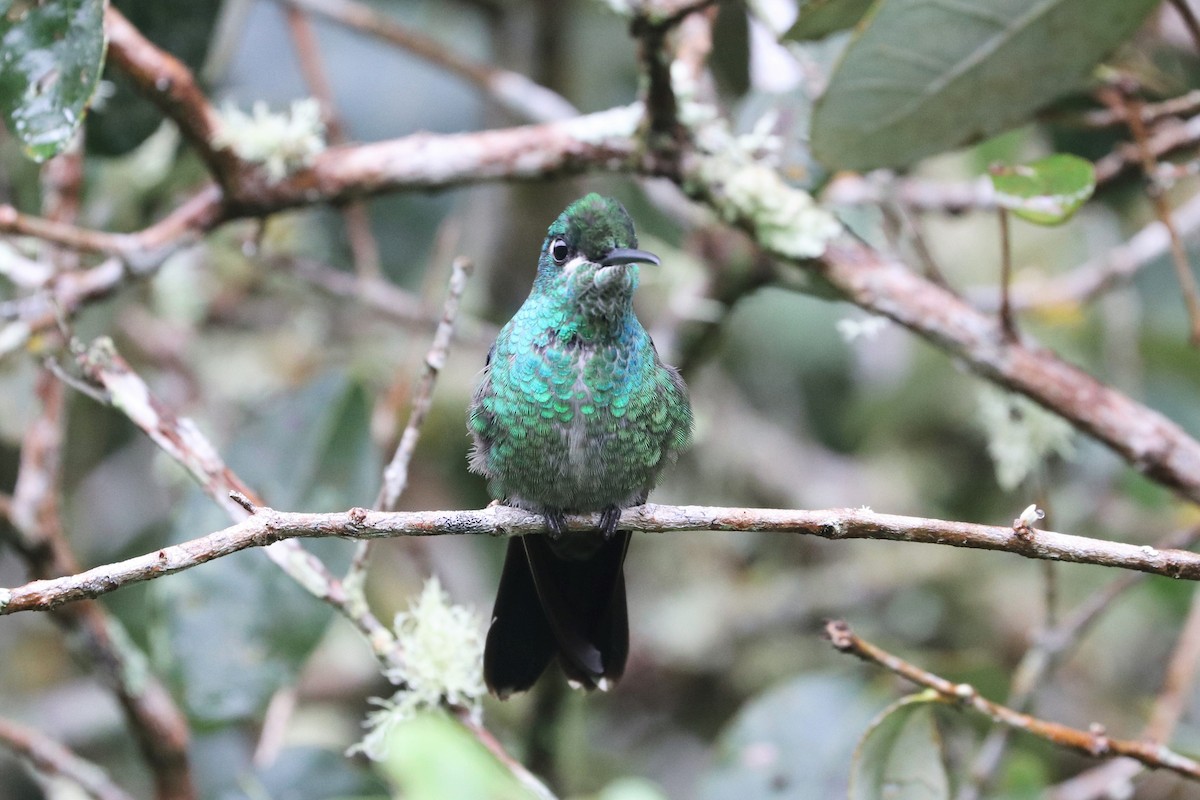 Green-crowned Brilliant - ML422623651
