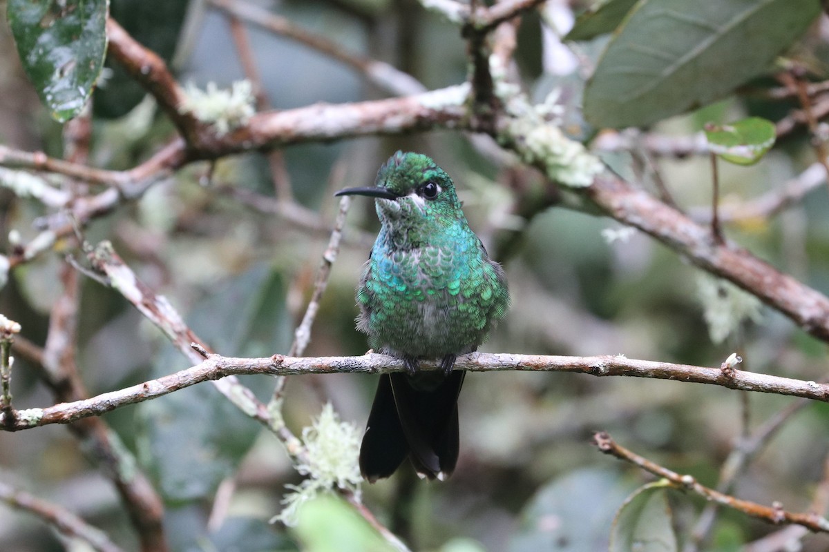Green-crowned Brilliant - ML422623661