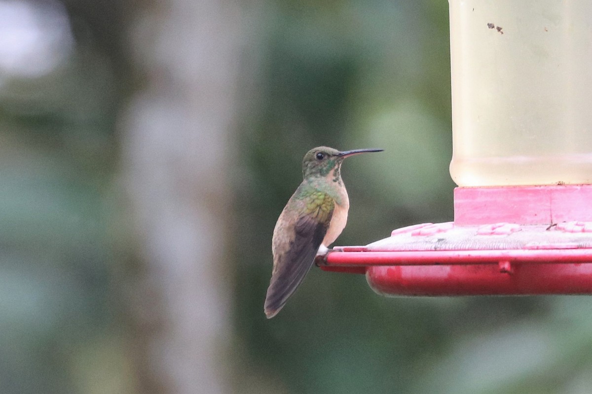 Chestnut-bellied Hummingbird - ML422624051