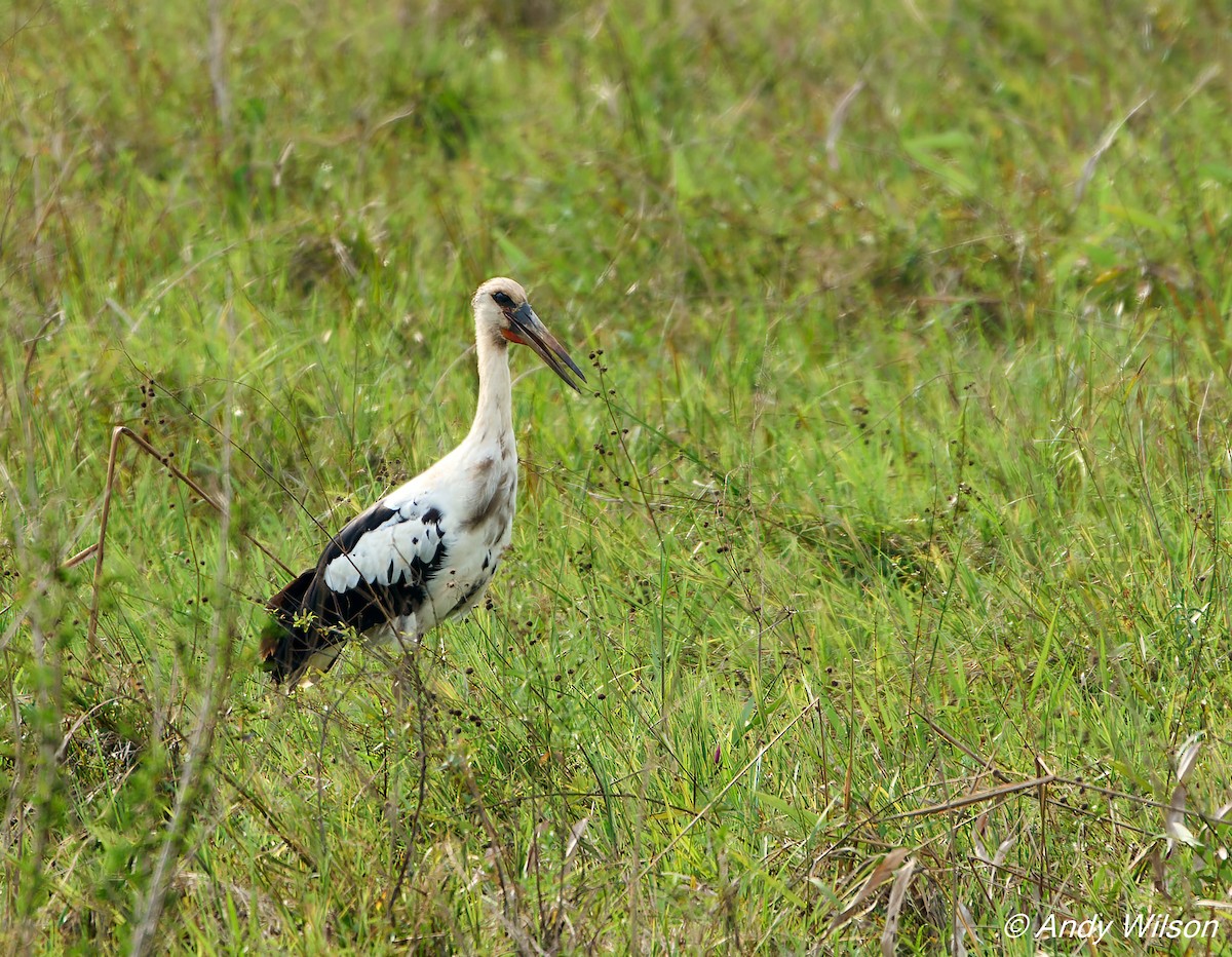 Cigogne maguari - ML422625001