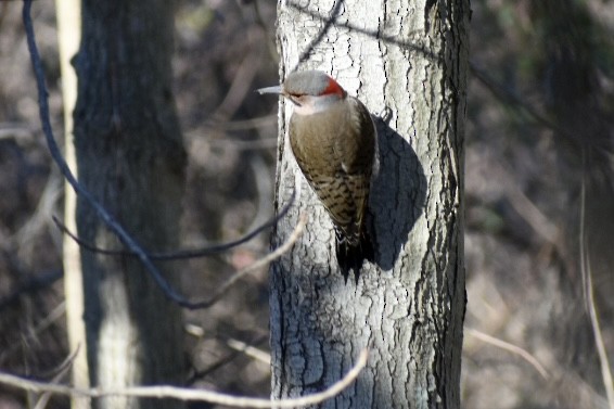 Northern Flicker - ML422626511