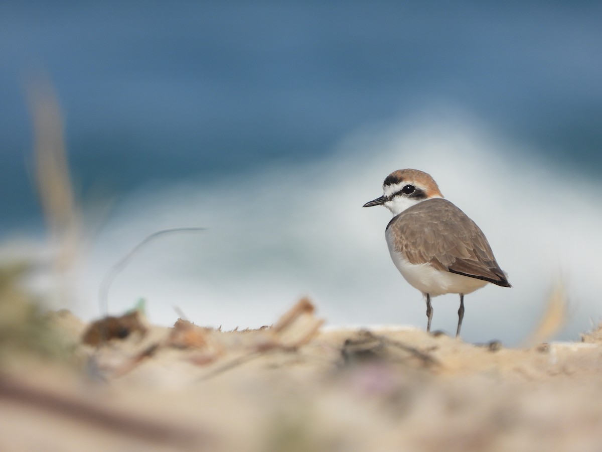 Kentish Plover - yotam bashan