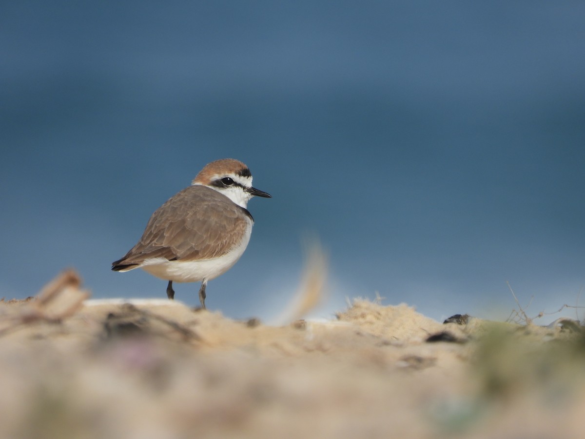 Kentish Plover - yotam bashan