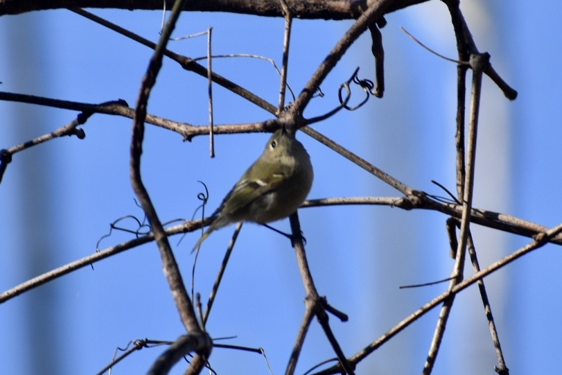 Ruby-crowned Kinglet - ML422626631