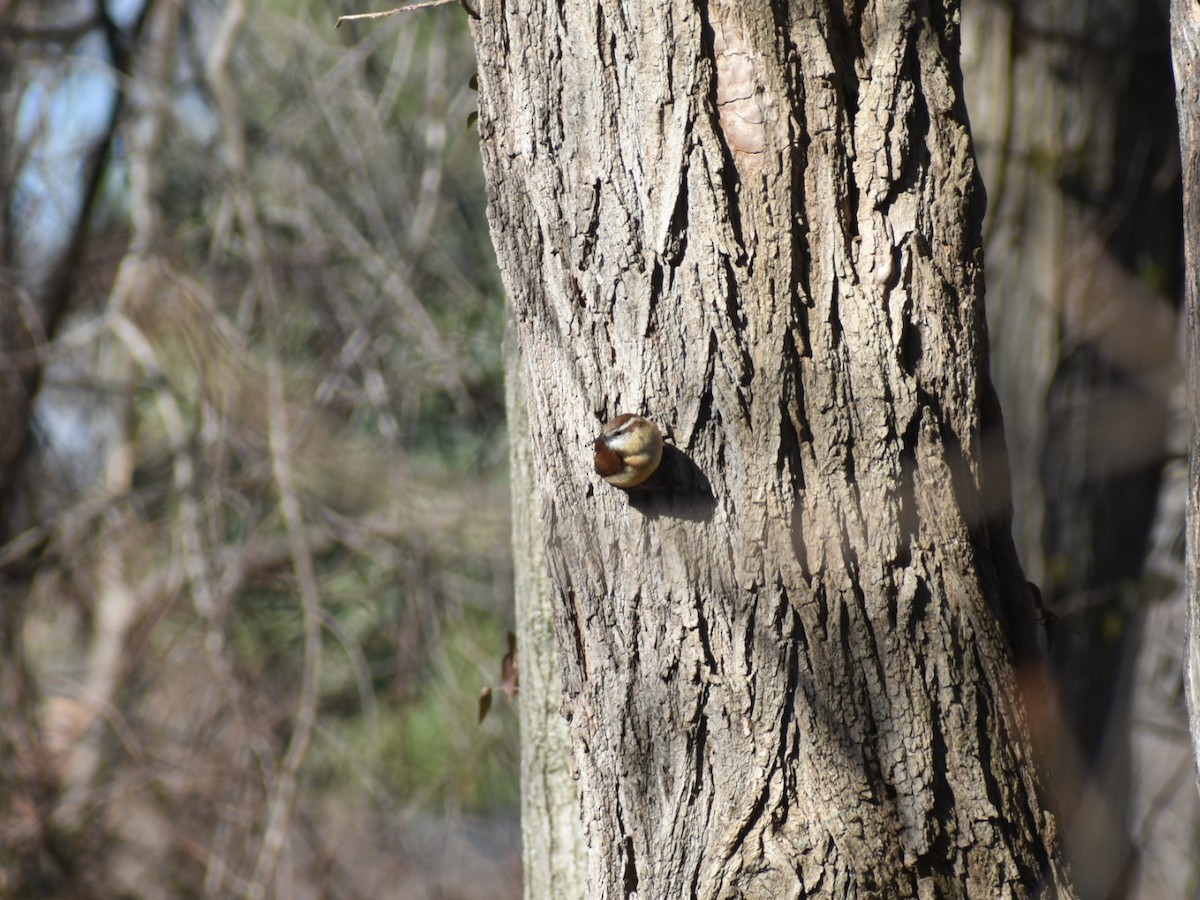 Carolina Wren - ML422626811