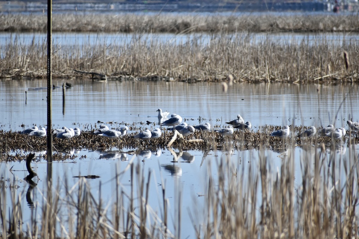 Ring-billed Gull - ML422627181