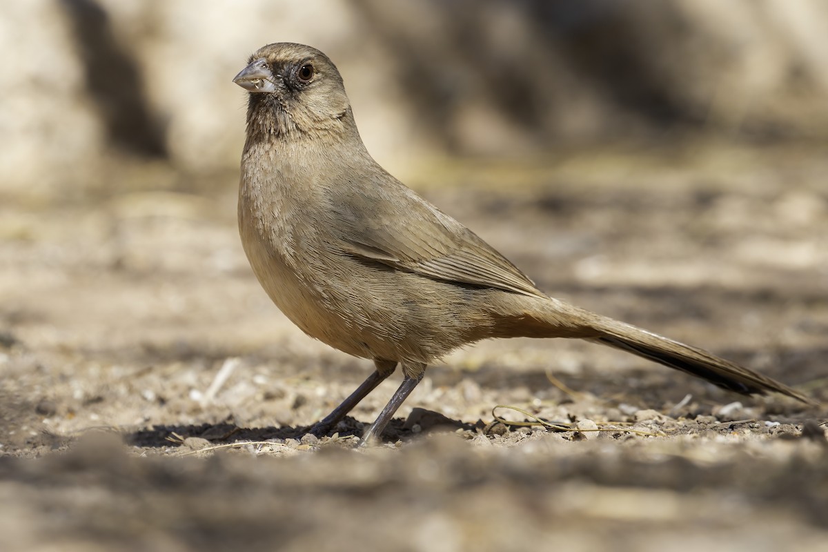 Abert's Towhee - ML422627201