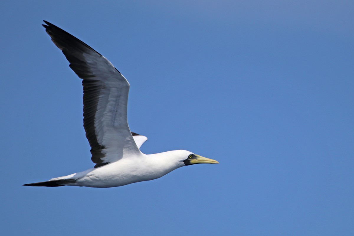 Masked Booby - ML422627441