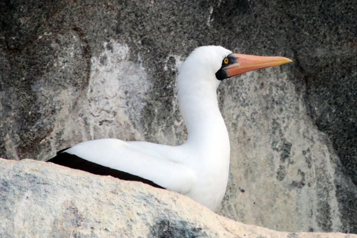 Nazca Booby - ML422627561