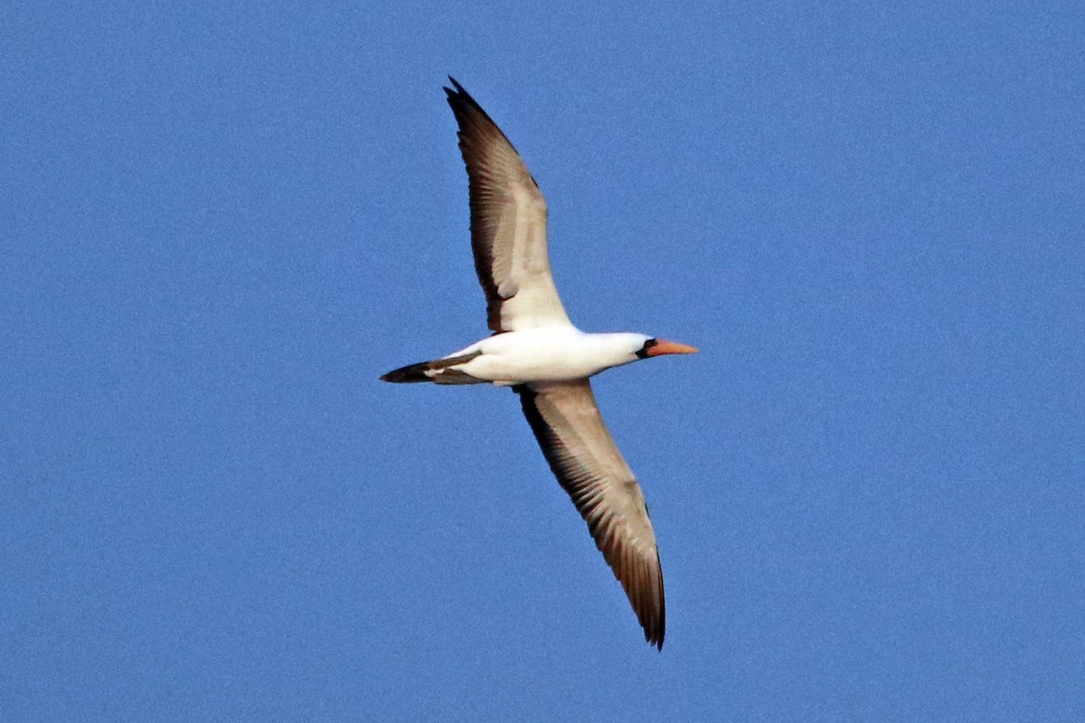 Nazca Booby - ML422627591