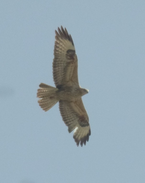 Long-legged Buzzard - ML422627651