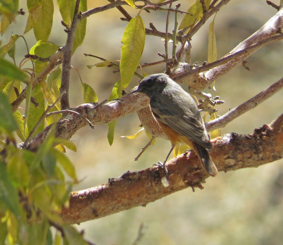 Black Redstart - ML42262781