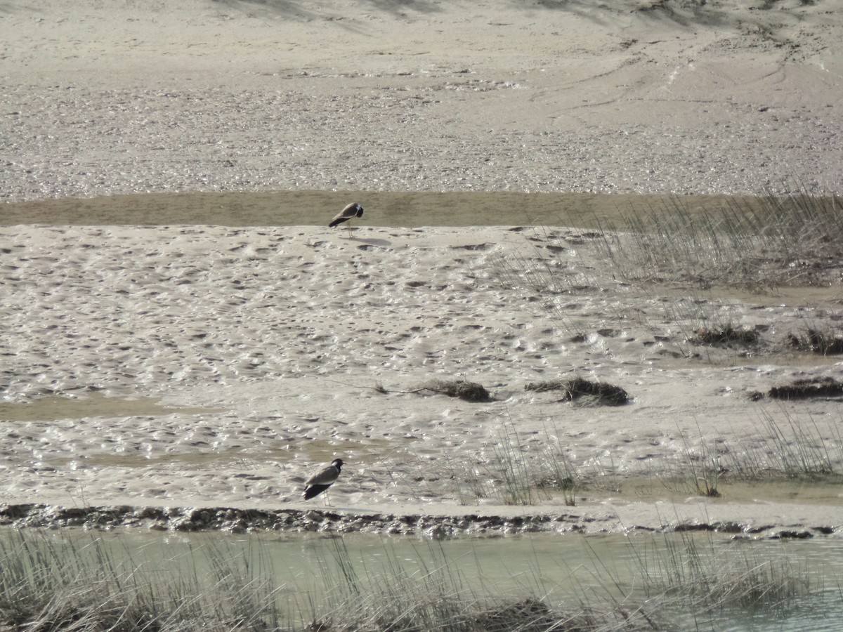 Red-wattled Lapwing - ML422627861