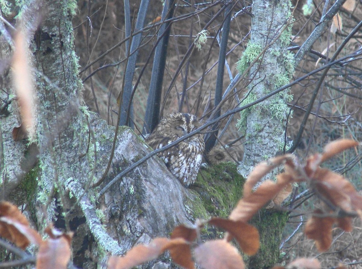 Tawny Owl - ML42262871