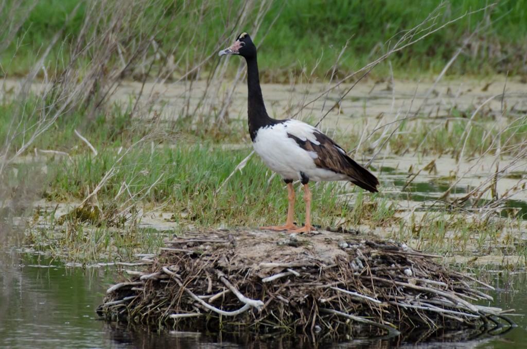 Magpie Goose - ML42262971