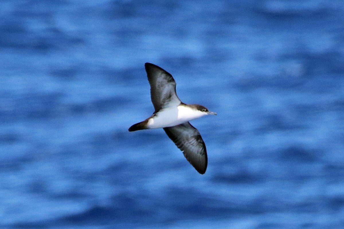 Galapagos Shearwater - ML422629731