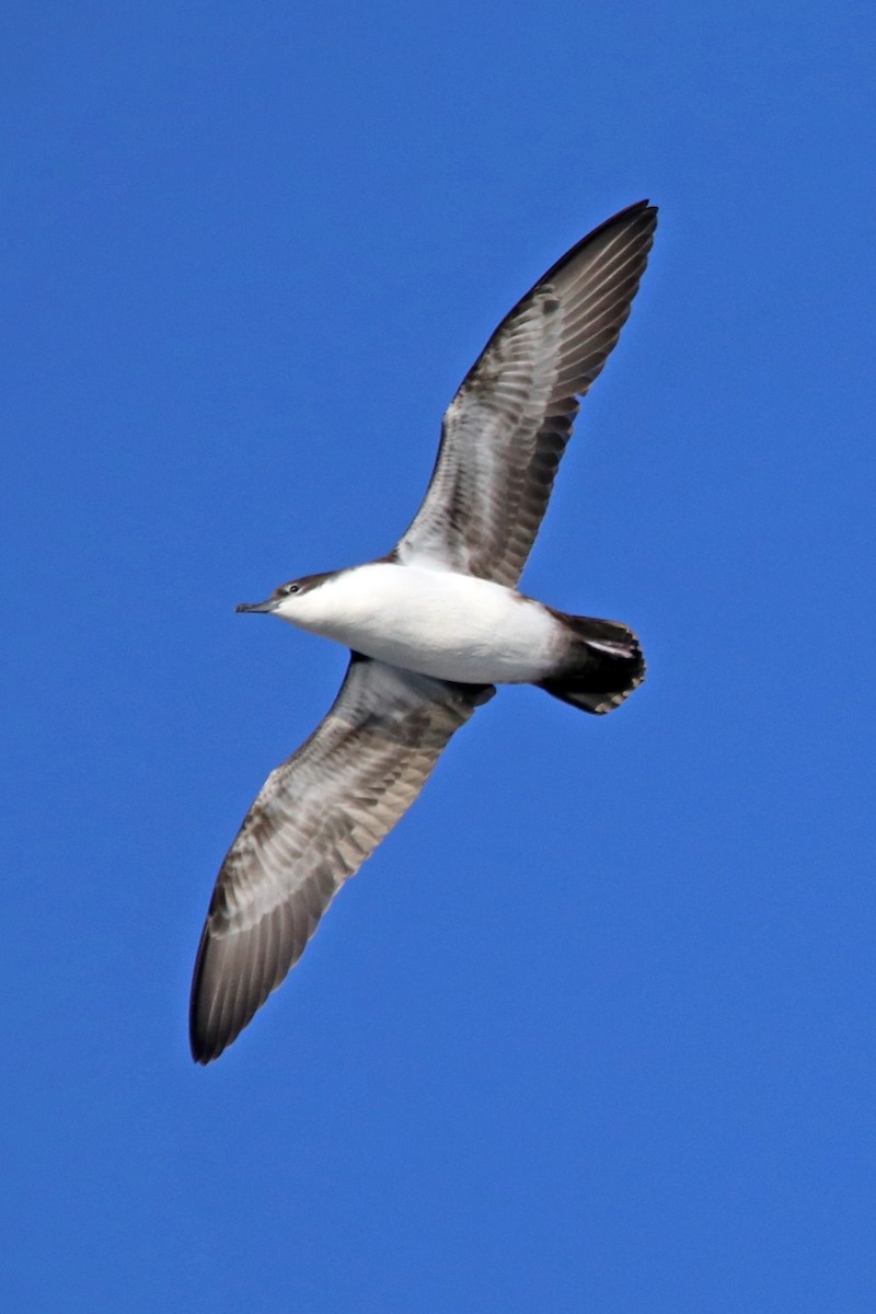 Galapagos Shearwater - Guy Stevens